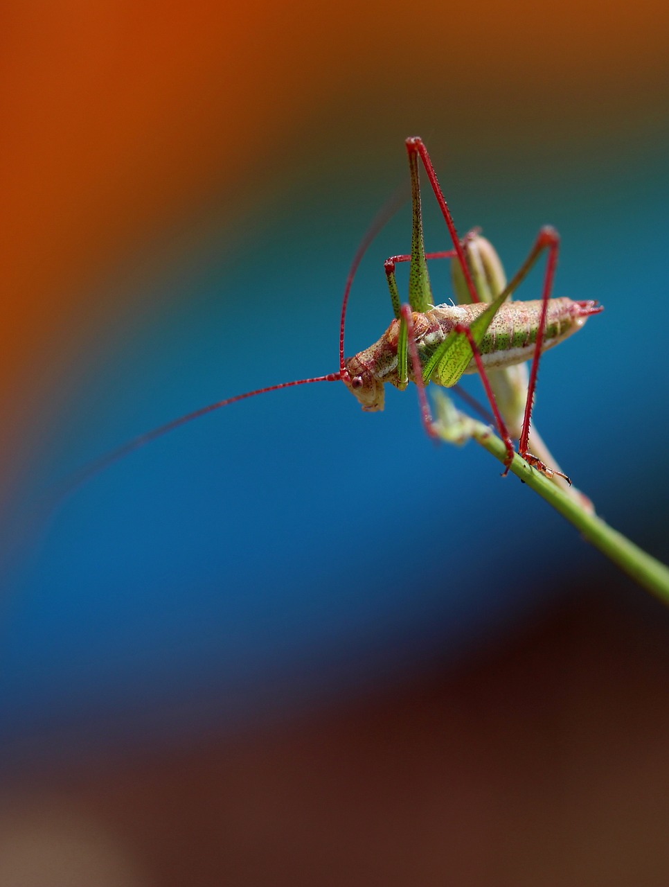 Žiogas, Augalas, Poilsis, Dažymas, Insekta, Nemokamos Nuotraukos,  Nemokama Licenzija