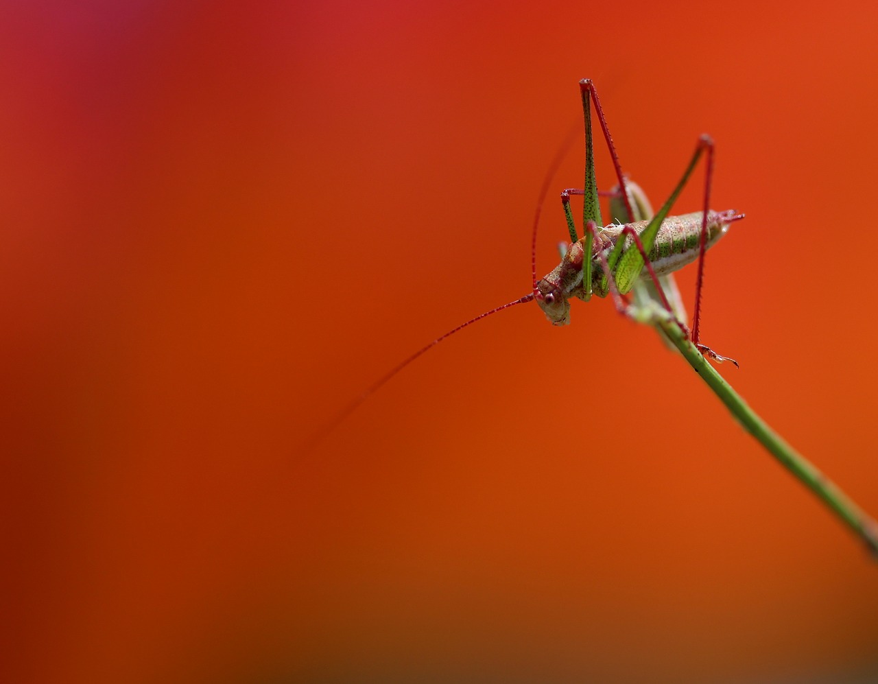 Žiogas, Augalas, Poilsis, Dažymas, Insekta, Nemokamos Nuotraukos,  Nemokama Licenzija