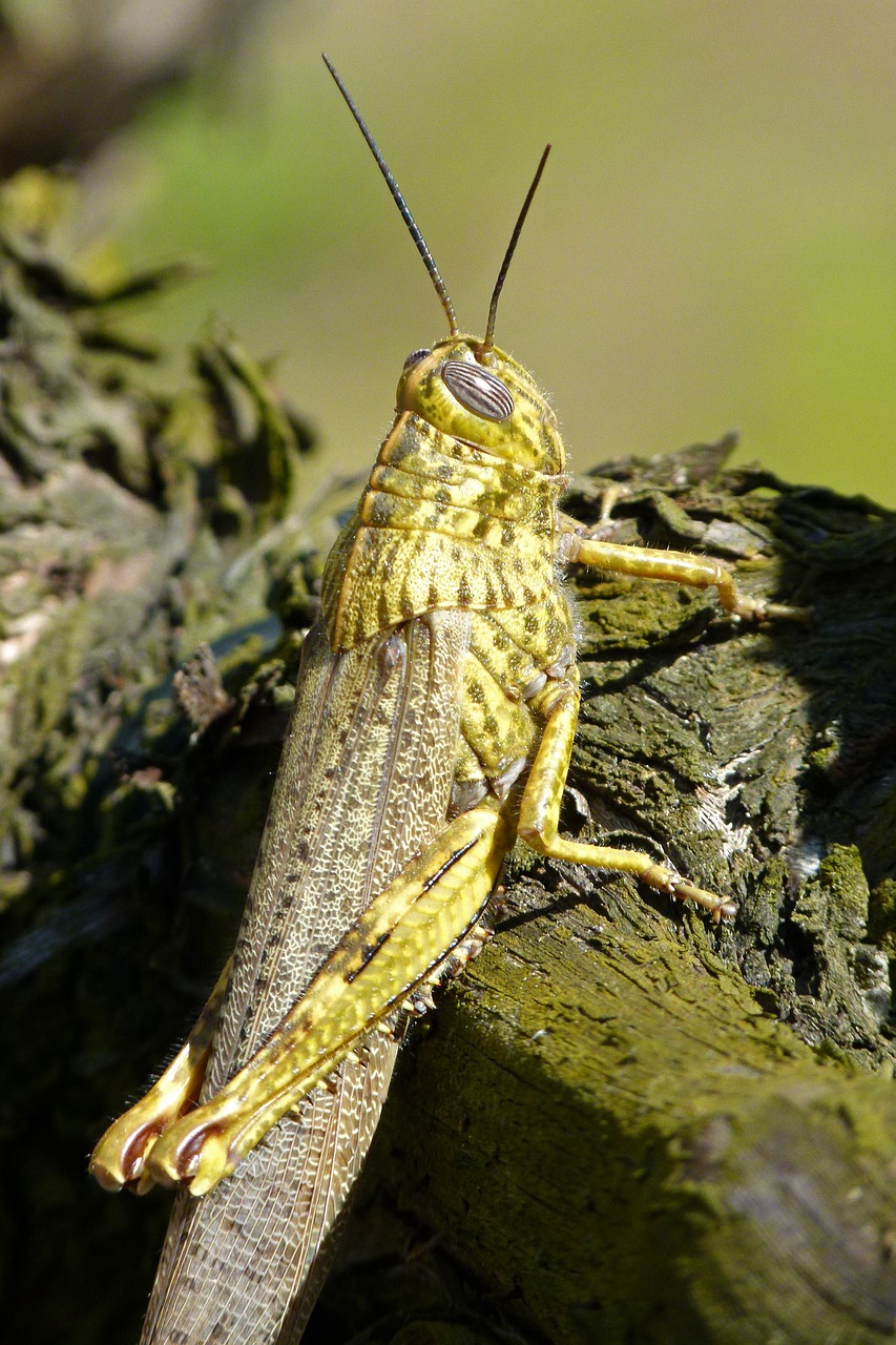 Žiogas,  Omarai,  Ortopteronas,  Žalia Žiogas,  Vynmedis,  Gamta,  Animalia,  Laukinis Gyvenimas,  Vabzdys,  Be Honoraro Mokesčio