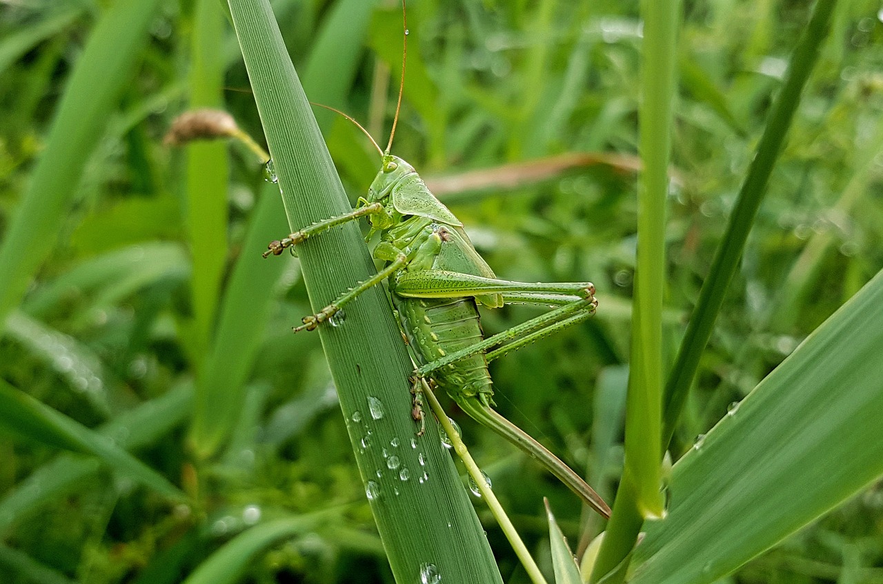 Žiogas,  Viridissima,  Vabzdys,  Augalų,  Lapų,  Pobūdį,  Iš Arti,  Žolė,  Vasara,  Laukas