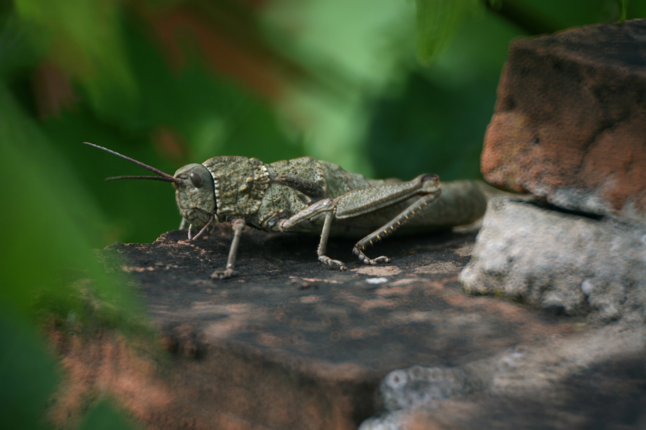 Žiogas,  Pobūdį,  Akmuo,  Zondas,  Sparnas,  Vabzdys,  Gyvūnas,  Žalias,  Vasara,  Skrydžių Vabzdžių