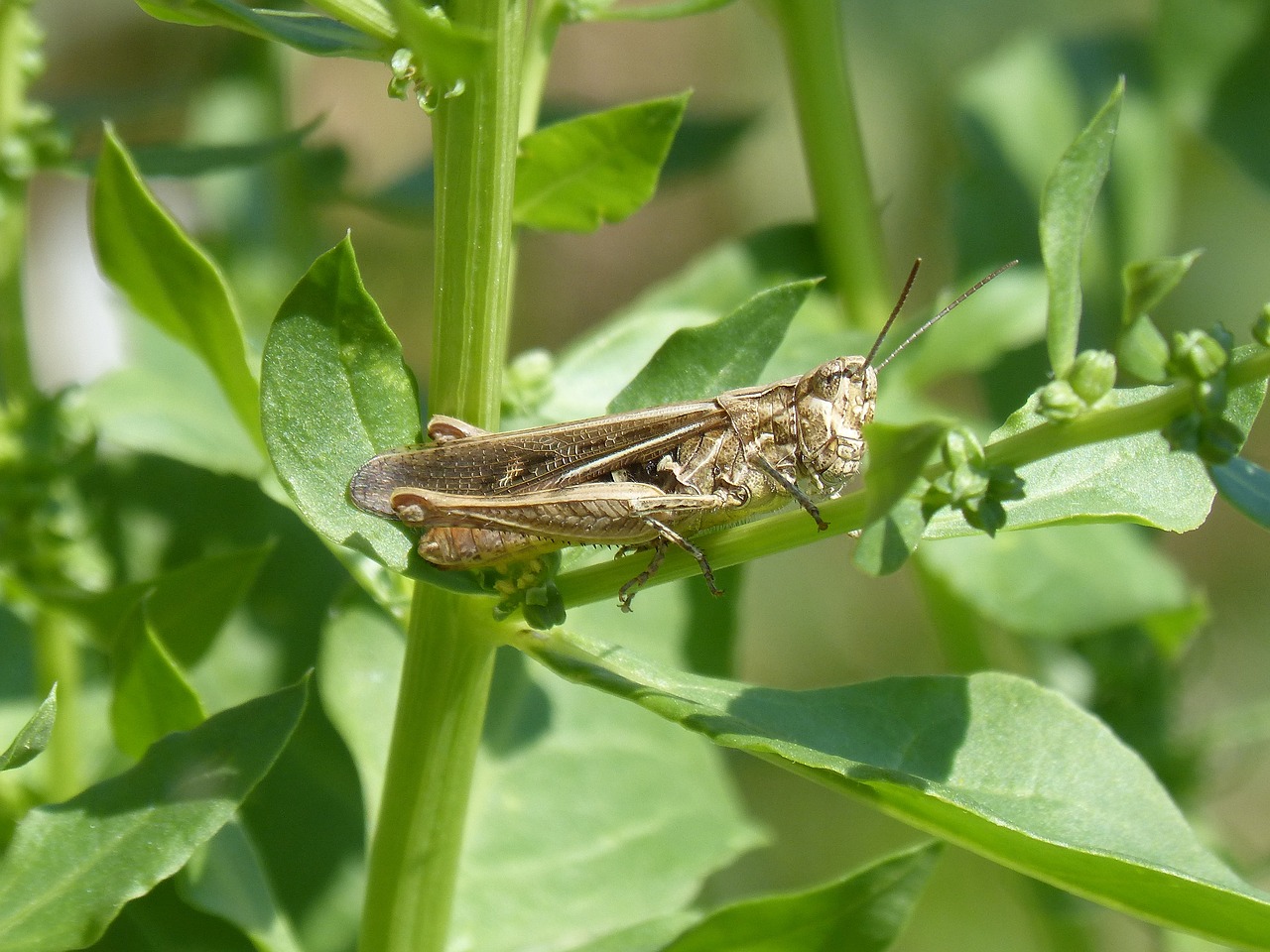 Žiogas,  Omaras,  Orthoptera,  Mažas,  Mažas,  Žaluma, Nemokamos Nuotraukos,  Nemokama Licenzija