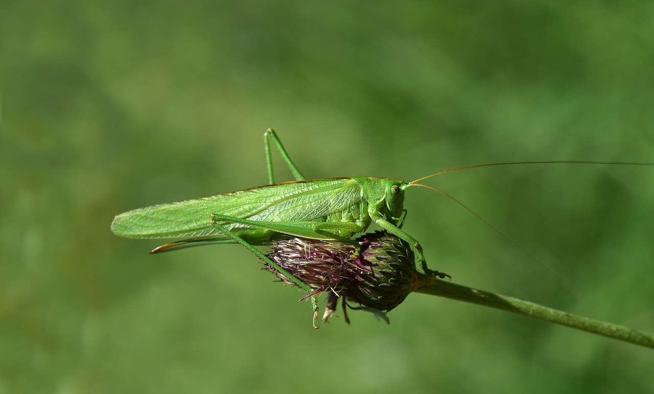 Žiogas,  Vabzdys,  Pobūdį,  Žalias,  Iš Arti,  Makro,  Vasara,  Gyvūnas,  Skrydžių Vabzdžių,  Meadow