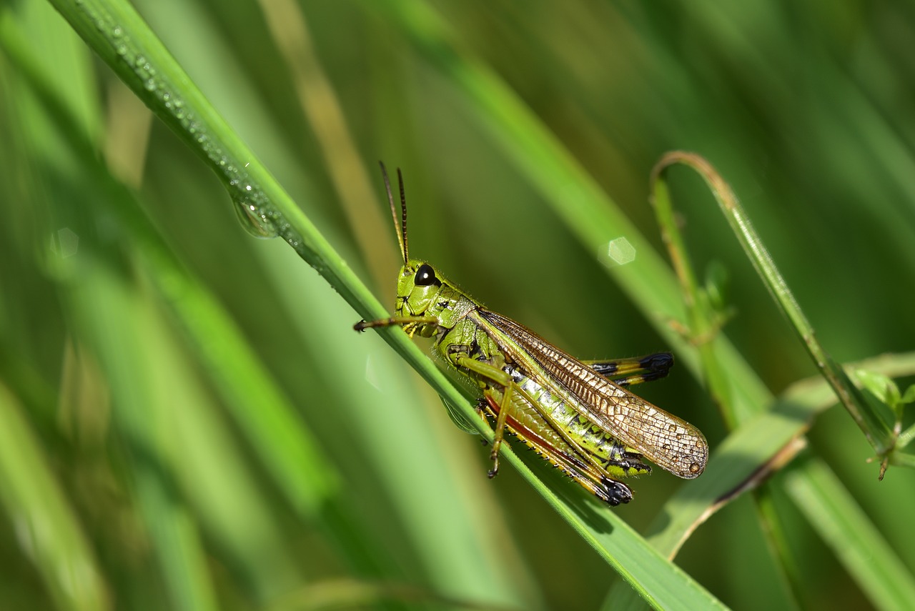 Žiogas,  Vabzdys,  Iš Arti,  Pobūdį,  Žalias,  Viridissima,  Gyvūnas,  Vasara,  Makro,  Žolė