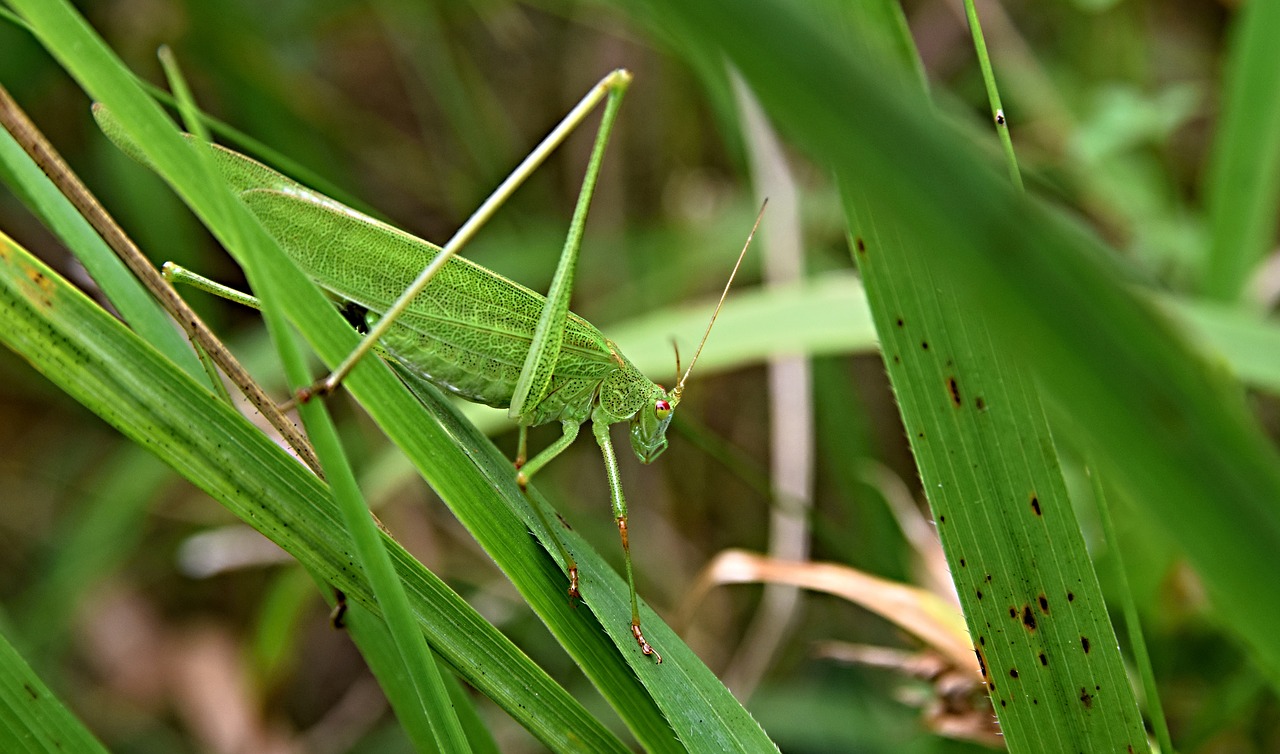 Žiogas,  Lúčny Arklys,  Meadow,  Žolė,  Pobūdį,  Vasaros Vabzdžių, Nemokamos Nuotraukos,  Nemokama Licenzija