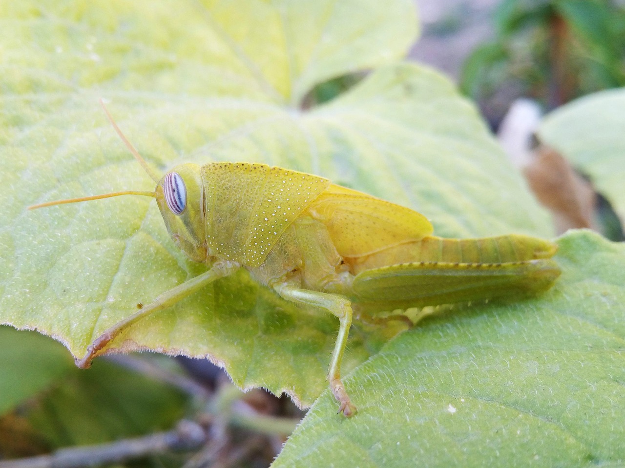 Žiogas,  Omaras,  Grillo Verde,  Orthoptera,  Vabzdys,  Kamufliažas, Nemokamos Nuotraukos,  Nemokama Licenzija