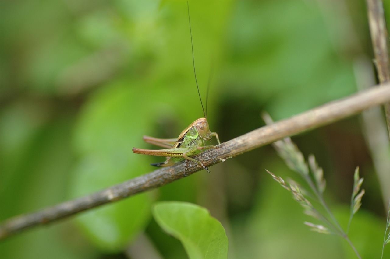 Žiogas, Žalias, Vabzdys, Gamta, Gyvūnas, Viridissima, Makro, Makrofotografija, Tettigonia Viridissima, Zondas