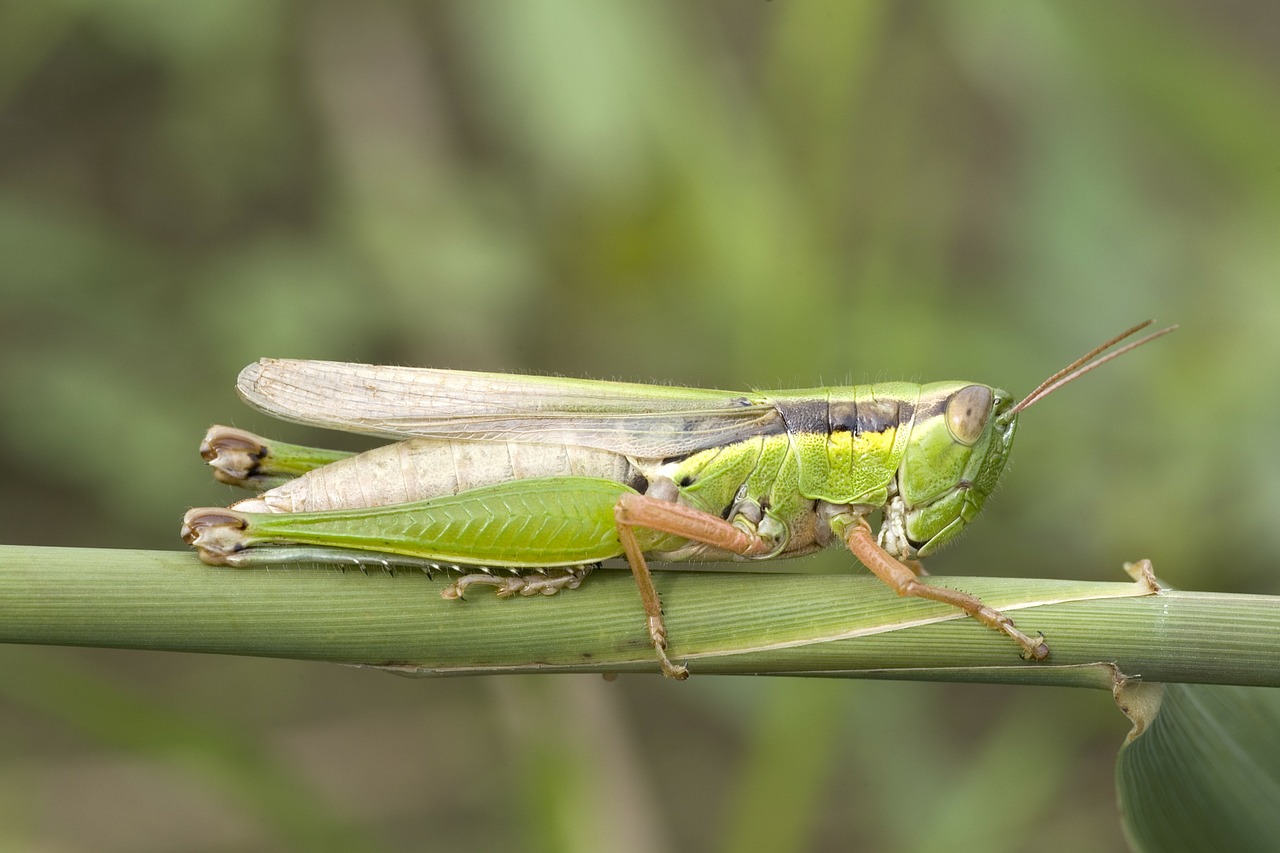 Žiogas, Migruojanti Saldžiavaisio Sode, Acrididae, Lauko Žiogas, Šiaurinis Yezoensis, Plage, Vabzdys, Makro, Žalias, Nemokamos Nuotraukos