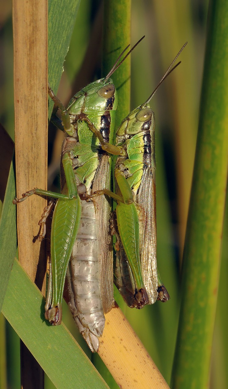 Žiogas, Poravimas, Migruojanti Saldžiavaisio Sode, Acrididae, Lauko Žiogas, Šiaurinis Yezoensis, Plage, Vabzdys, Makro, Žalias