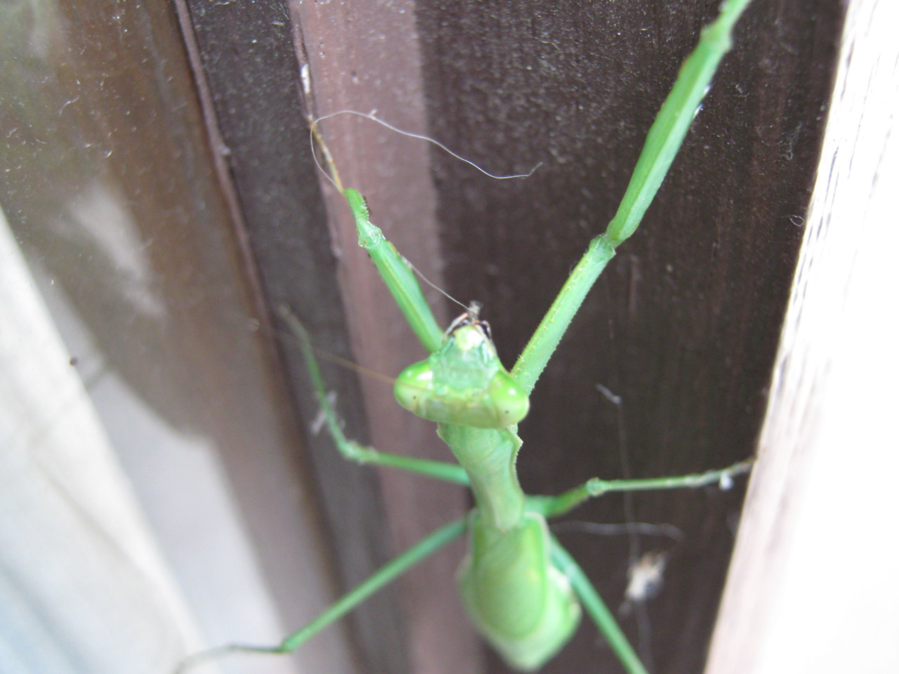 Vabzdys,  Žalias,  Žiogas / Malda Mantis, Nemokamos Nuotraukos,  Nemokama Licenzija