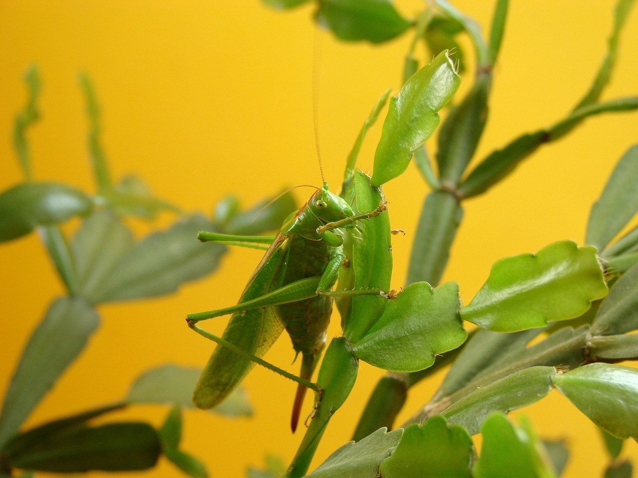 Žiupsneliai, Geltona, Vabzdys, Laukinė Gamta, Uždaryti, Gyvūnas, Fauna, Laukiniai, Natūralus, Makro