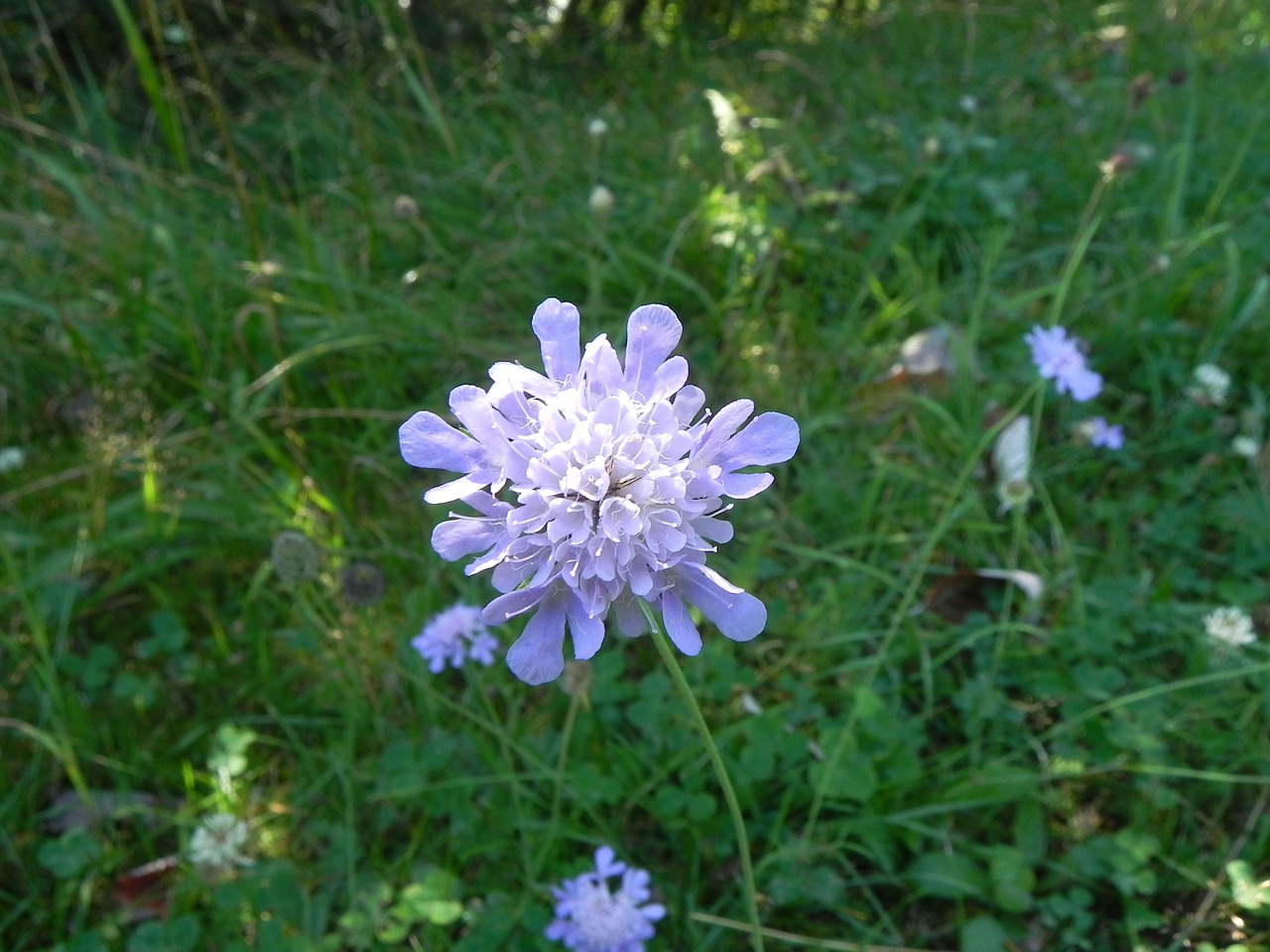 Pievų Augalai, Makro, Žiedas, Žydėti, Gėlė, Augalas, Uždaryti, Gamta, Flora, Aštraus Gėlė