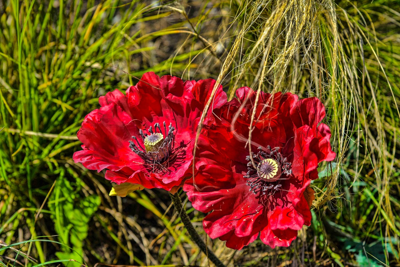 Žolės,  Flora,  Gėlė,  Vasara,  Be Honoraro Mokesčio, Nemokamos Nuotraukos,  Nemokama Licenzija