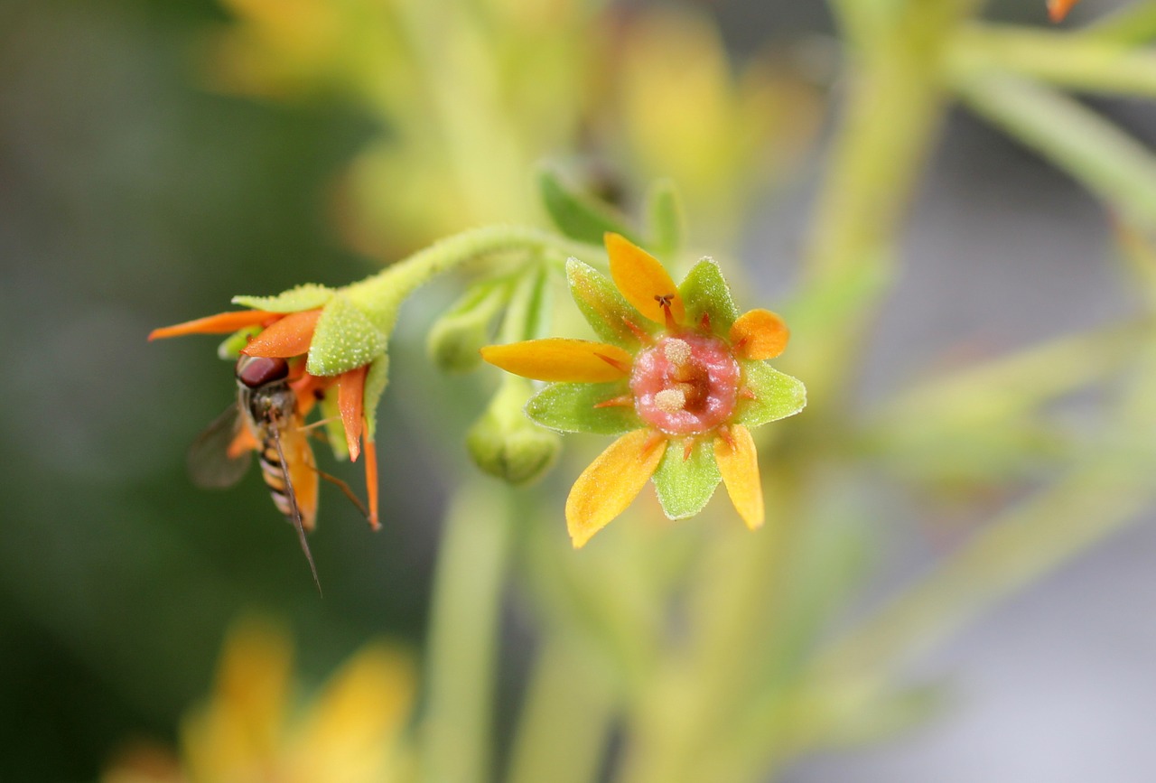 Žvyro Saksifrage, Alpių Augalas, Saxifraga Mutata, Žiedas, Žydėti, Saksifražas, Nemokamos Nuotraukos,  Nemokama Licenzija