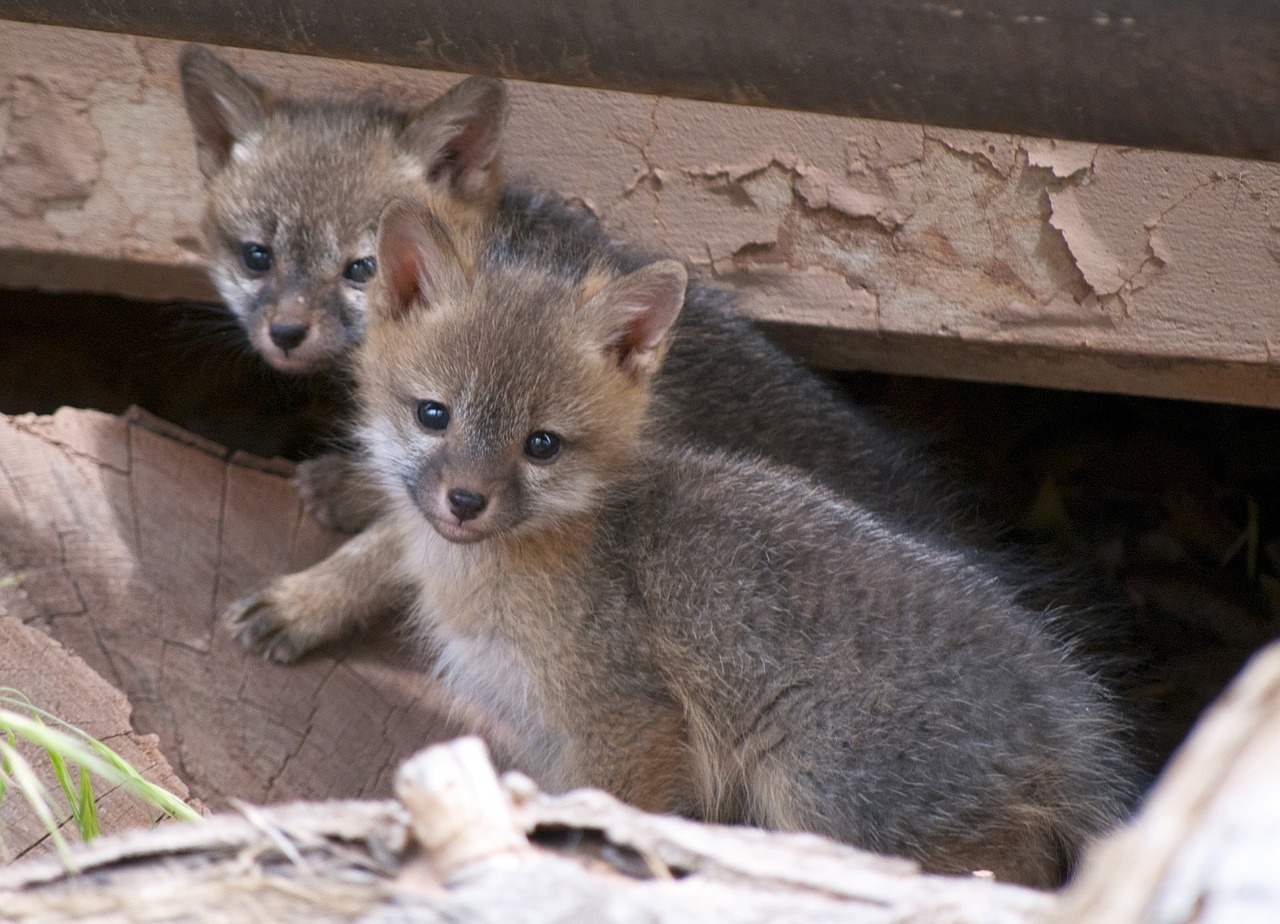 Pilki Lapės Rinkiniai, Jaunas, Kūdikiai, Plėšrūnai, Laukinė Gamta, Gamta, Portretas, Nemokamos Nuotraukos,  Nemokama Licenzija