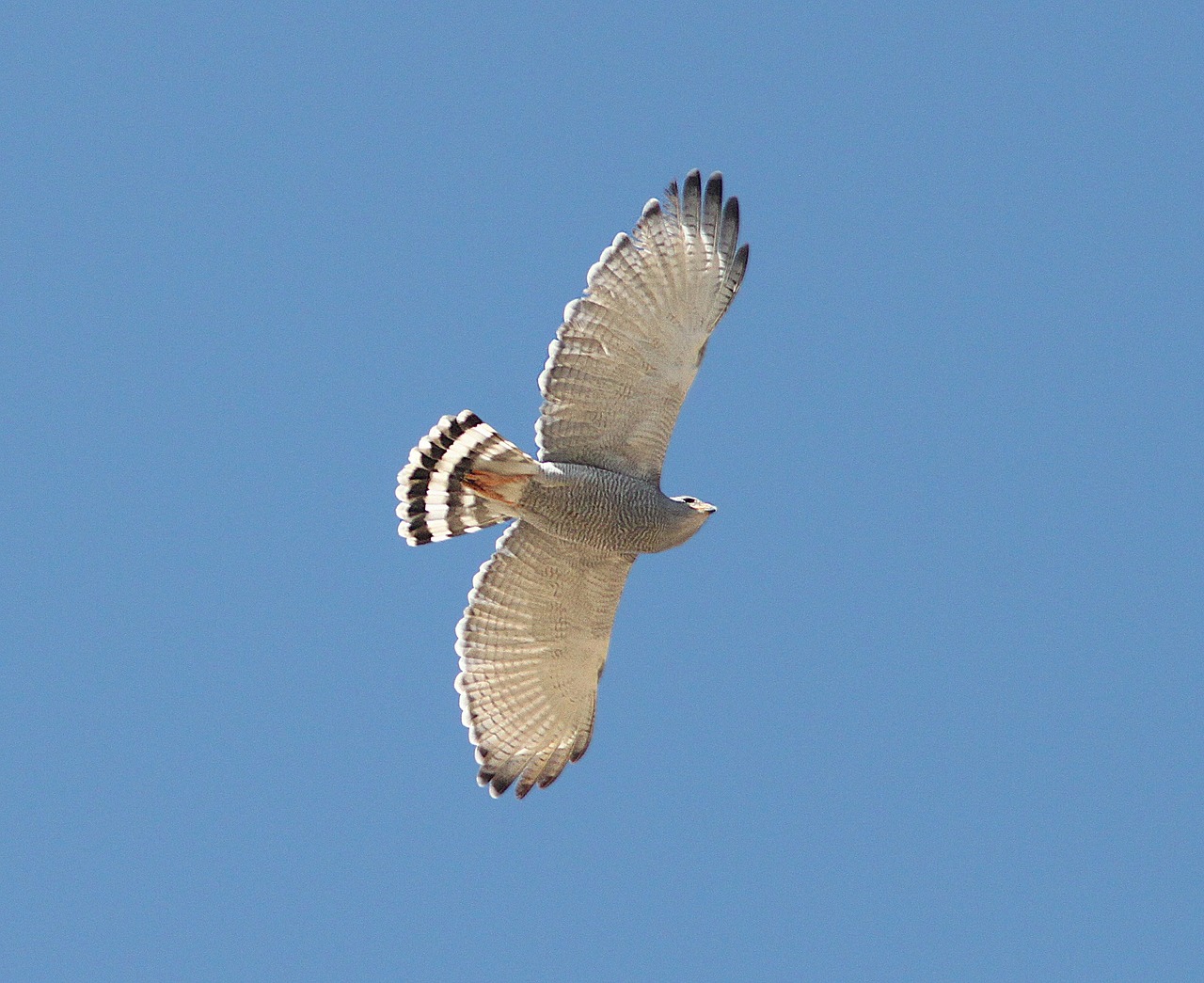 Pilkas Vanagas, Raptoras, Skraidantis, Laukiniai, Laukinė Gamta, Gamta, Paukštis, Mėsėdis, Didėjantis, Dangus