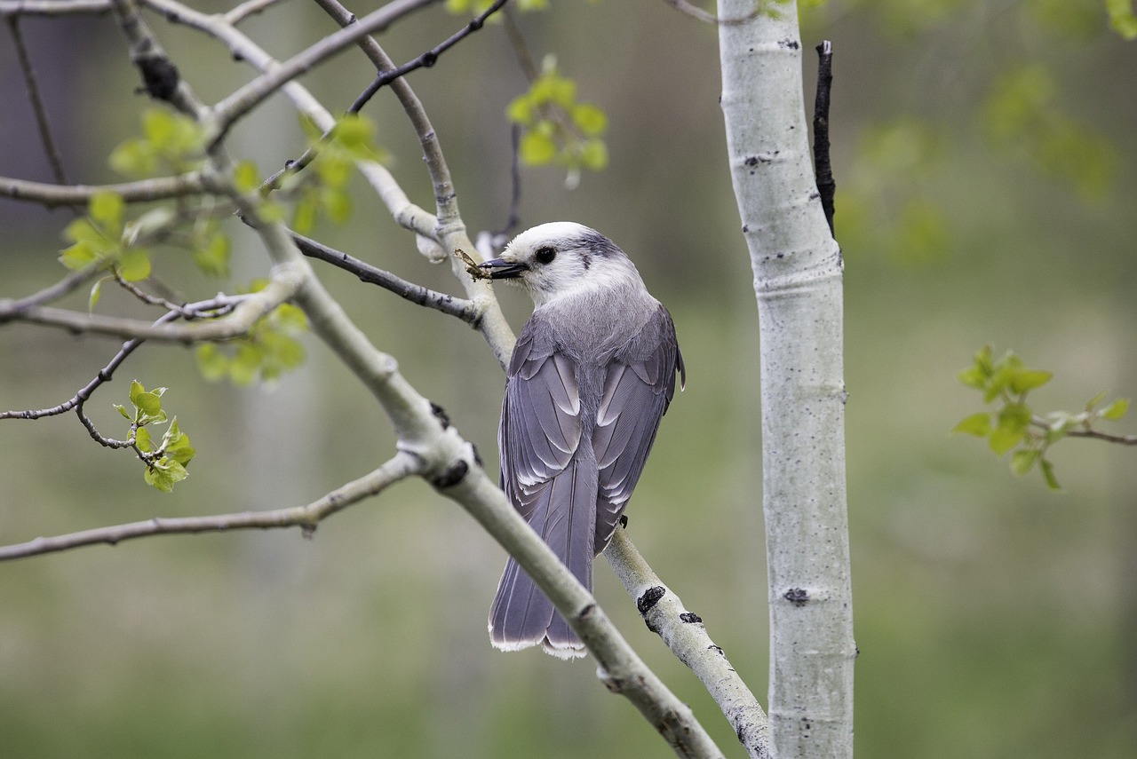 Pilka Jay, Paukštis, Laukinė Gamta, Gamta, Portretas, Perching, Medis, Lauke, Plunksna, Spalvinga