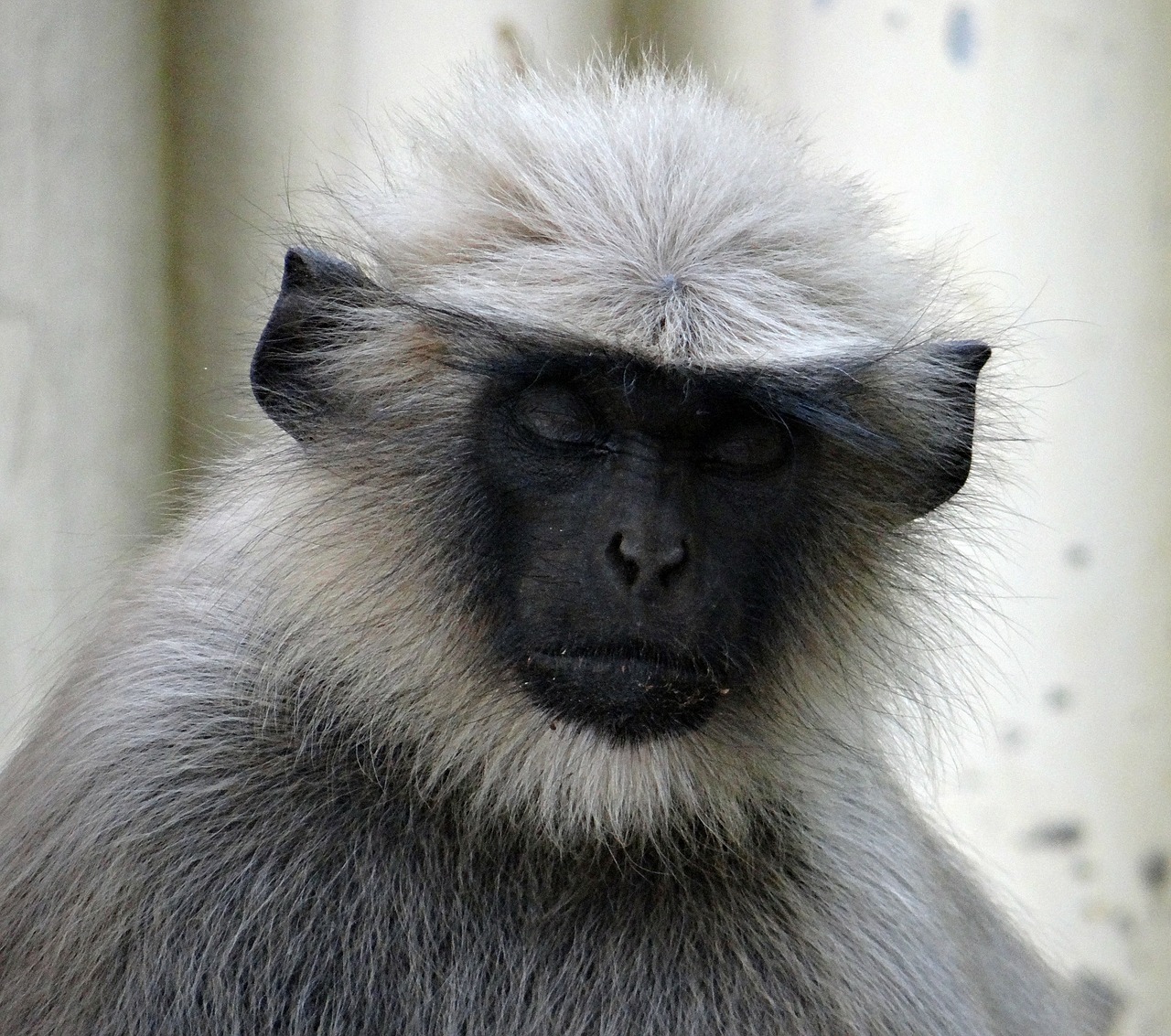 Pilkas Languras, Mąstymas, Miega, Beždžionė, Gyvūnas, Žinduolis, Moteris, Hanuman Langur, Semnopithecus Entellus, Indija