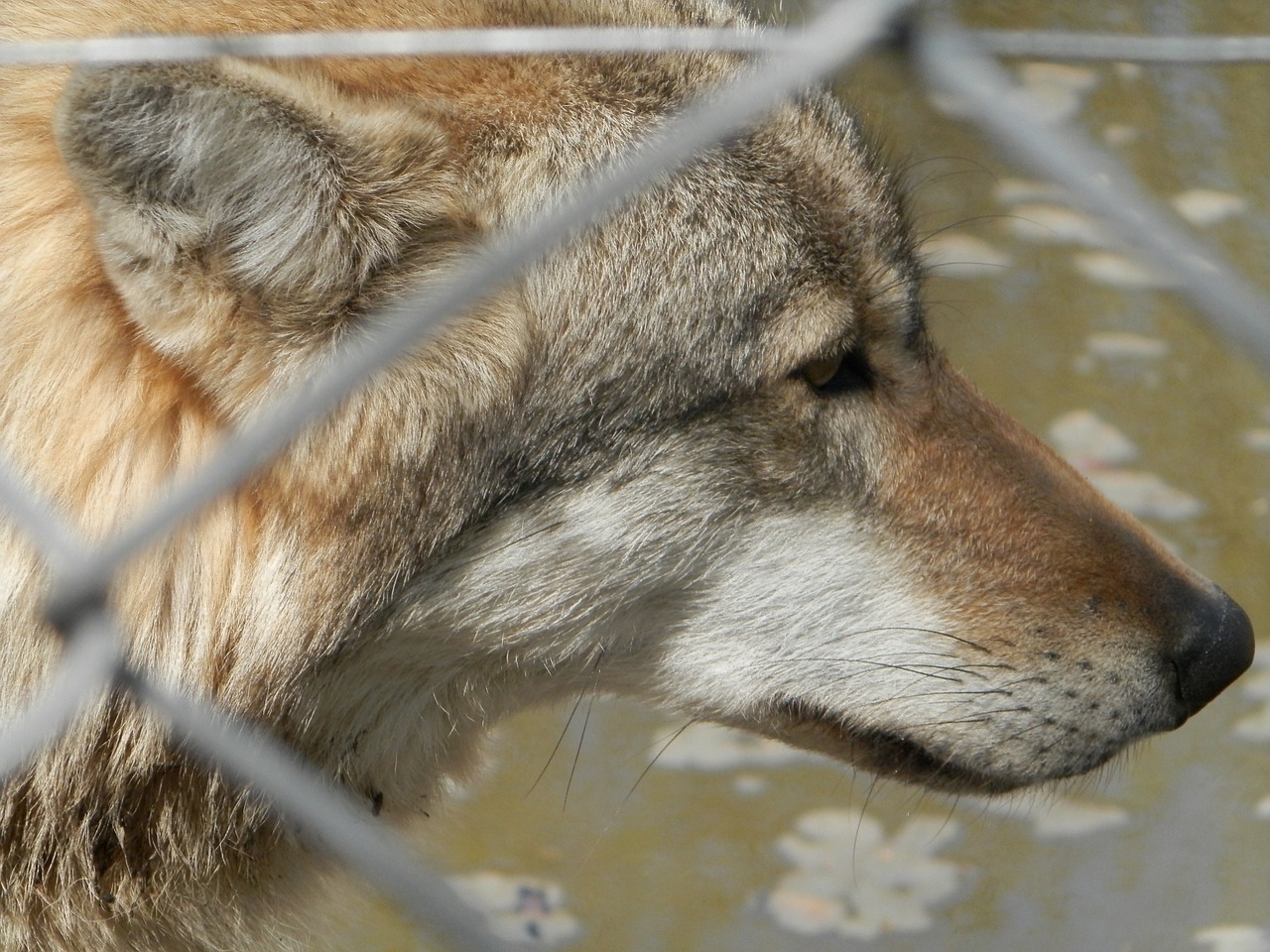 Pilkas Vilkas, Zoologijos Sodas, Vilkas, Uždaryta, Tinklelis, Nemokamos Nuotraukos,  Nemokama Licenzija