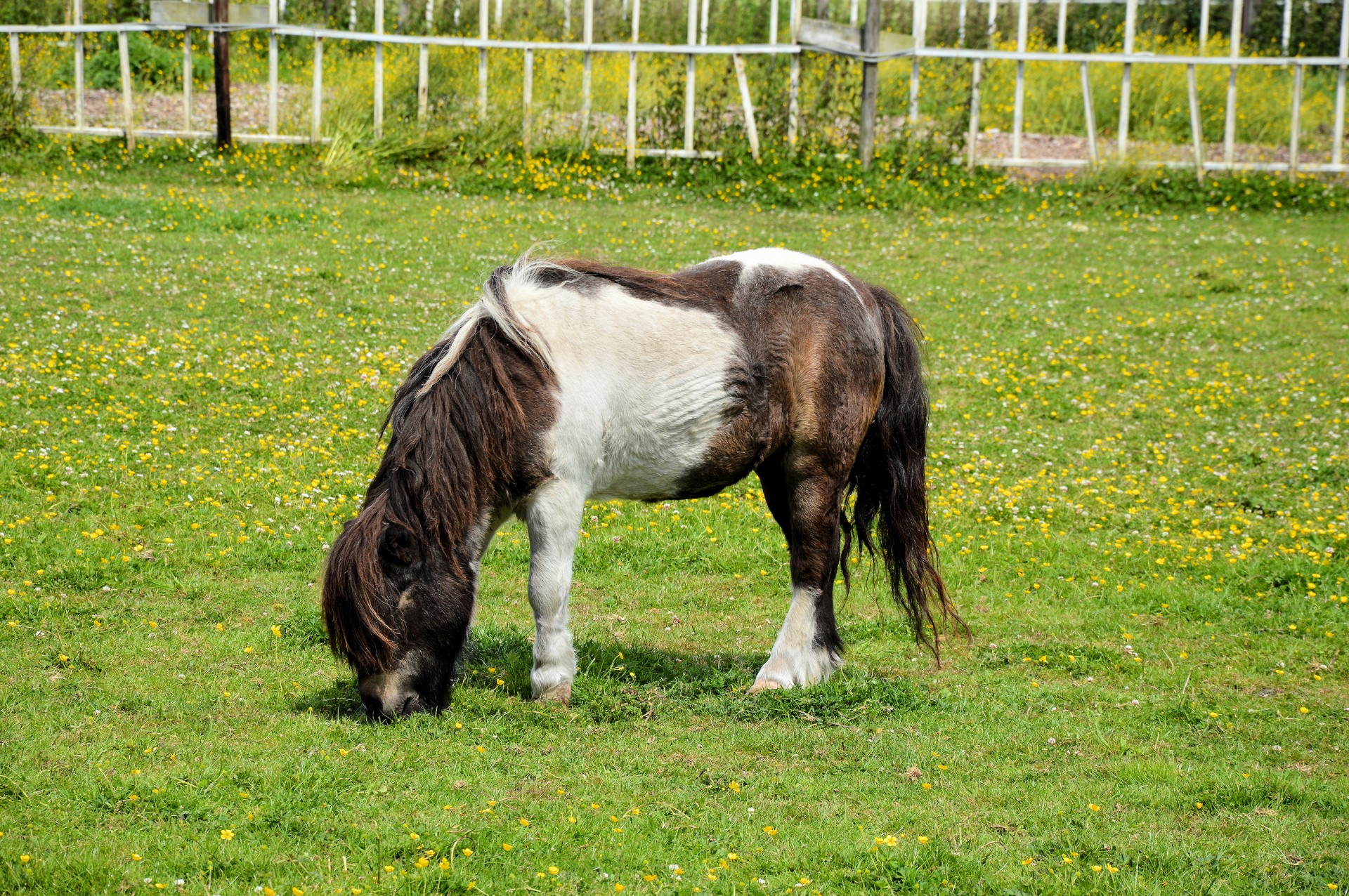 Ponis,  Ganykla,  Ganymas,  Gyvūnas,  Ūkis,  Ganyti, Nemokamos Nuotraukos,  Nemokama Licenzija