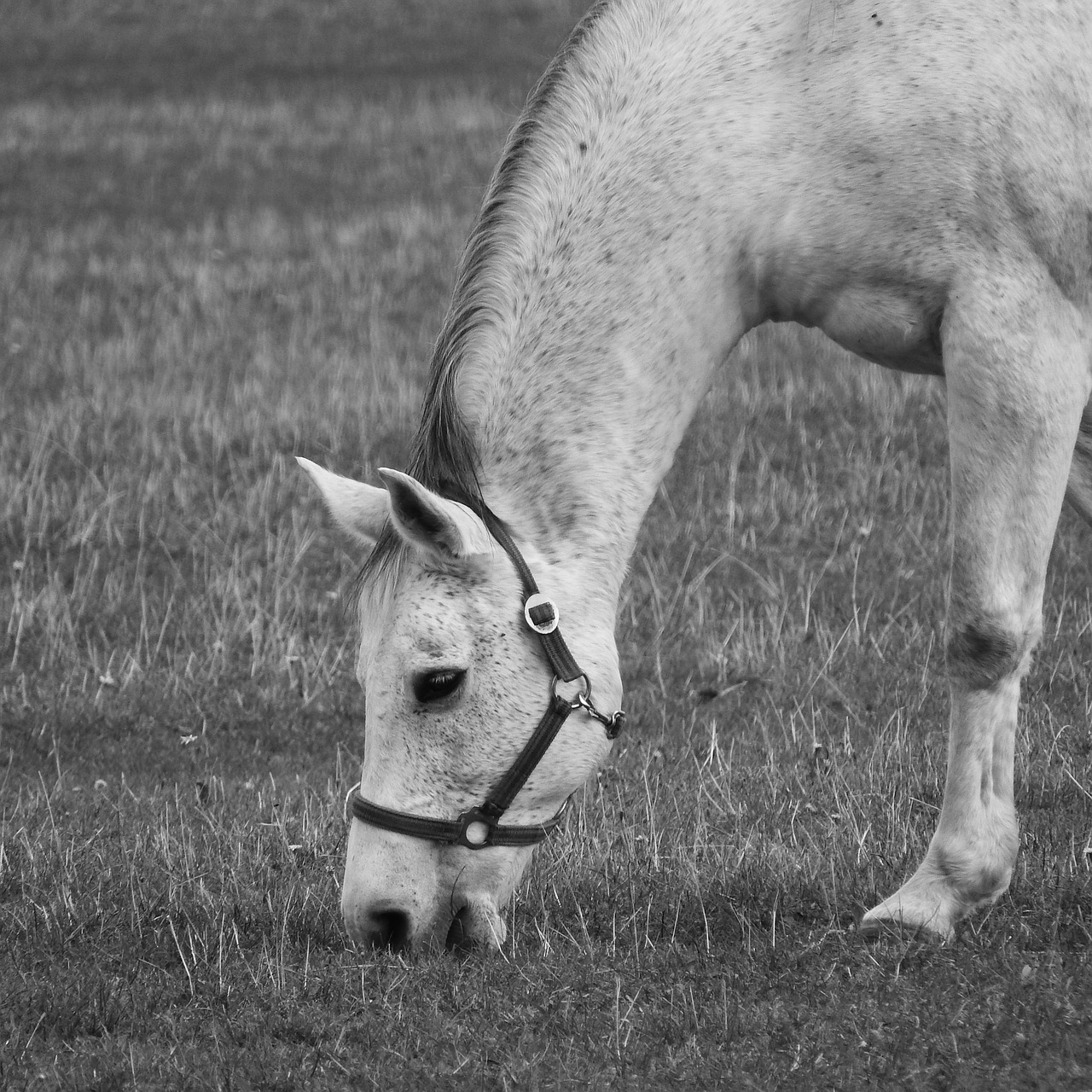 Ganymas Arklys, Baltas Arklys, Šventė, Juoda Ir Balta, B W Fotografija, Nemokamos Nuotraukos,  Nemokama Licenzija