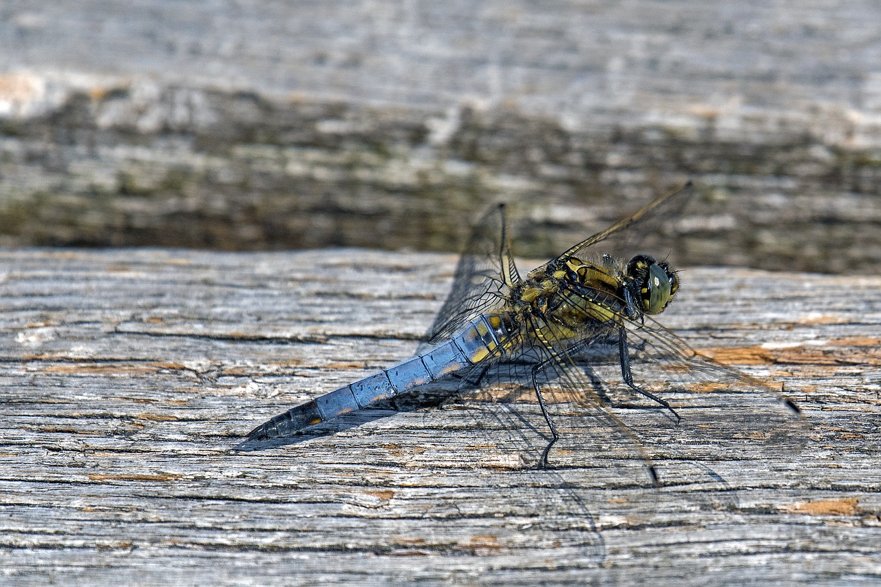 Puikus Blaupfeil,  Buriavimas Laumžirgis,  Dragonfly,  Iš Arti, Nemokamos Nuotraukos,  Nemokama Licenzija