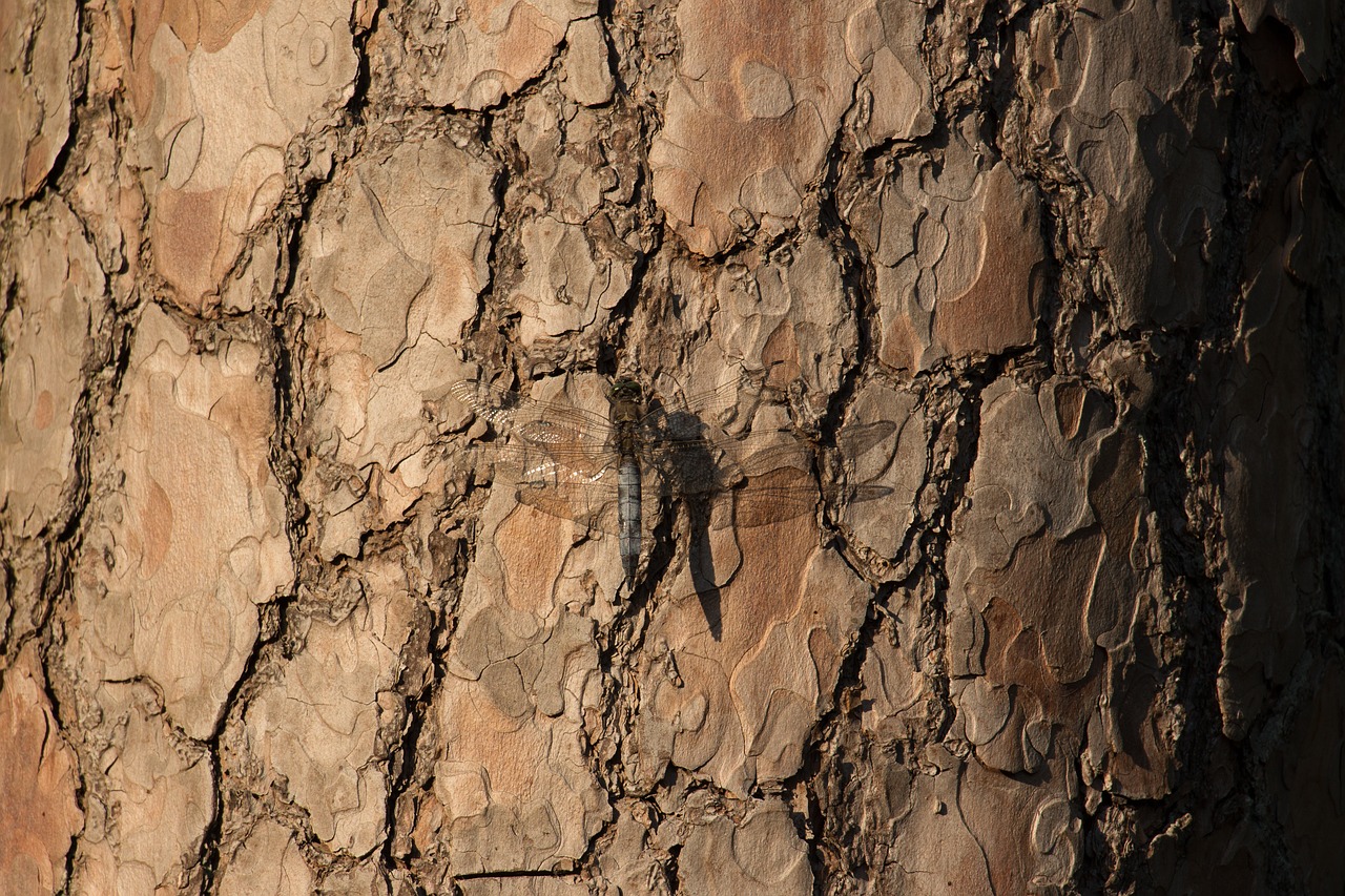 Puikus Blaupfeil,  Dragonfly,  Vabzdys,  Iš Arti,  Skrydžių Vabzdžių,  Medis, Nemokamos Nuotraukos,  Nemokama Licenzija