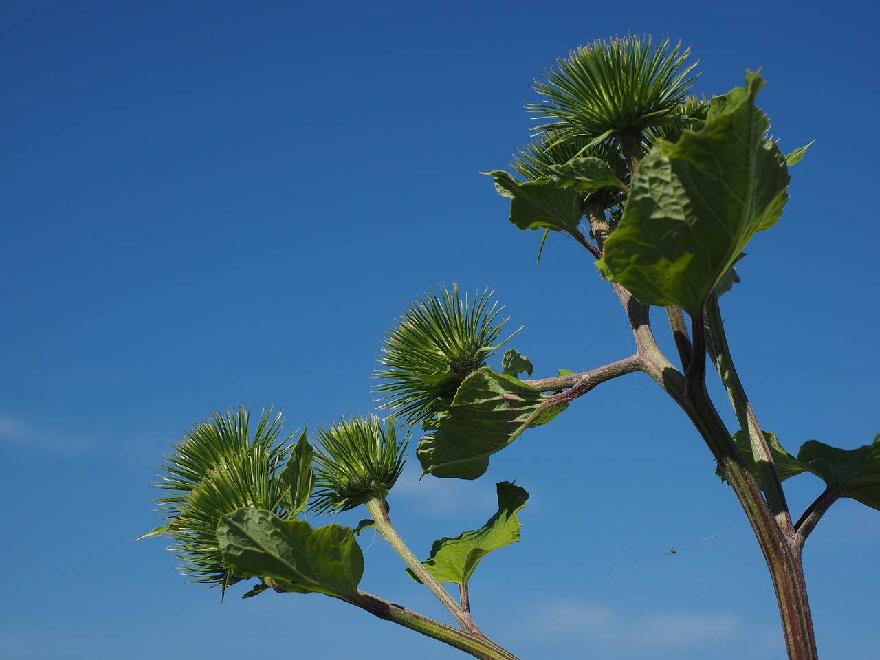 Puikus Barakas, Užpildas, Užsikabinęs, Atsakingas, Sferinis, Gėlių Krepšelis, Arctium Lappa, Žydėjimas, Kompozitai, Asteraceae