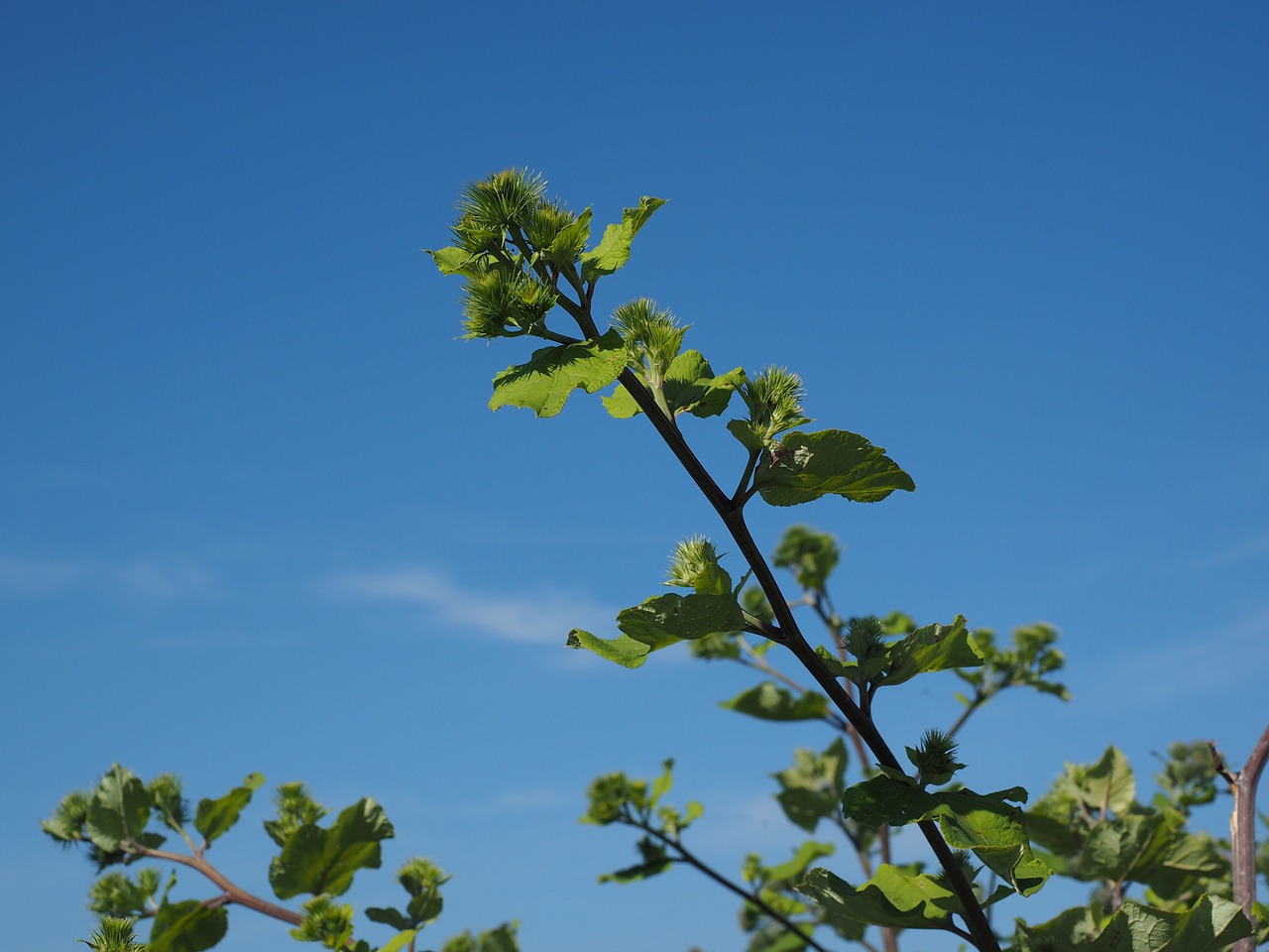 Puikus Barakas, Užpildas, Užsikabinęs, Atsakingas, Sferinis, Gėlių Krepšelis, Arctium Lappa, Žydėjimas, Kompozitai, Asteraceae