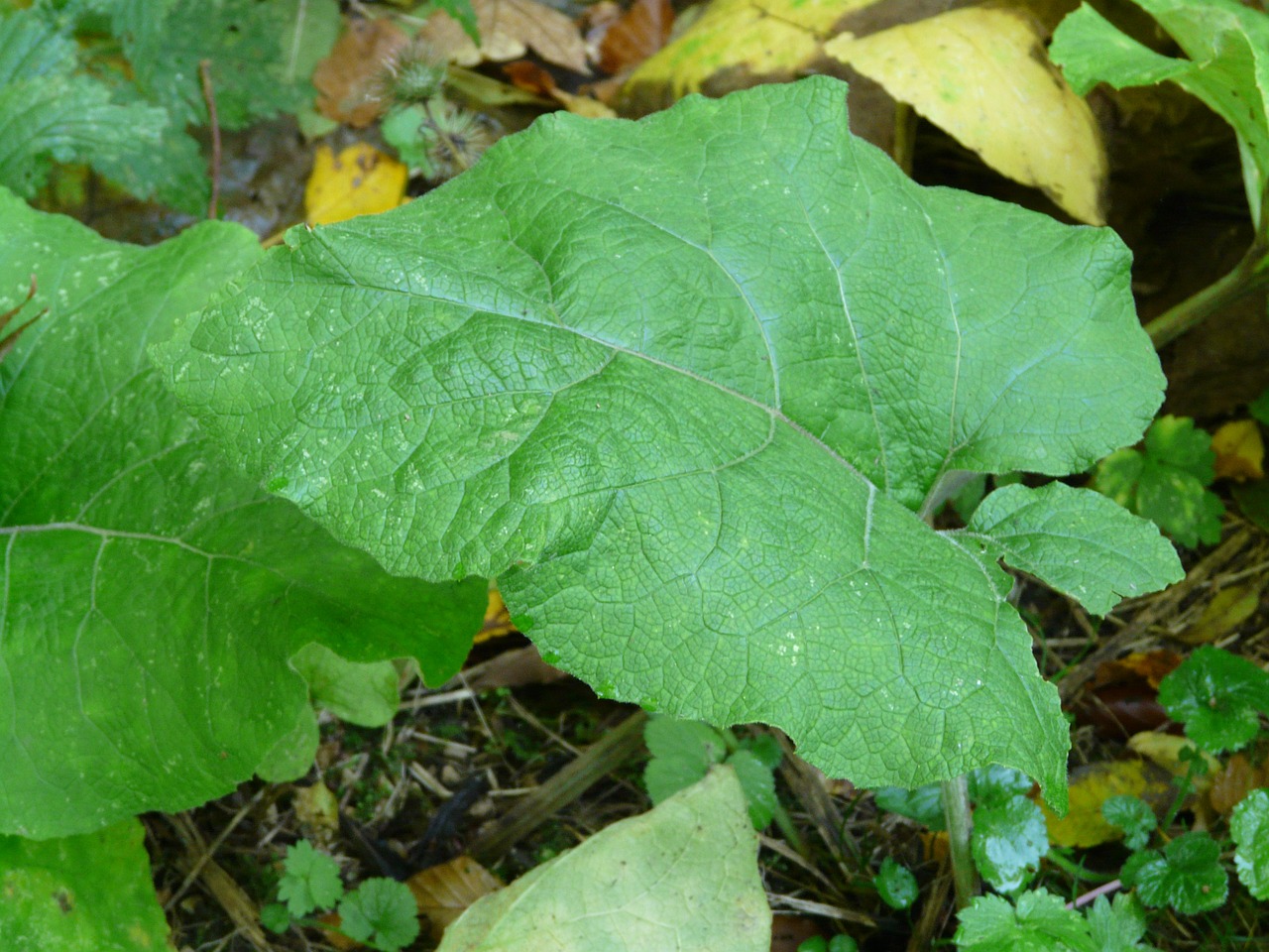 Puikus Barakas, Lapai, Didelis, Žalias, Ruduo, Arctium Lappa, Žydėjimas, Kompozitai, Asteraceae, Vaistinis Augalas