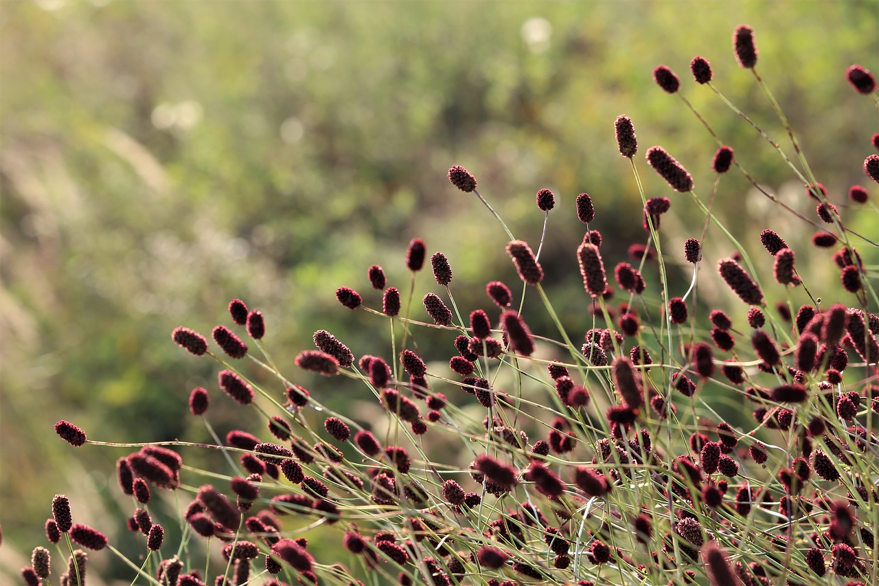 Puikus Burnet,  Sanguisorba Officinalis,  Laukas,  Meadow,  Augmenija,  Vasara,  Pobūdį,  Lauko, Nemokamos Nuotraukos,  Nemokama Licenzija