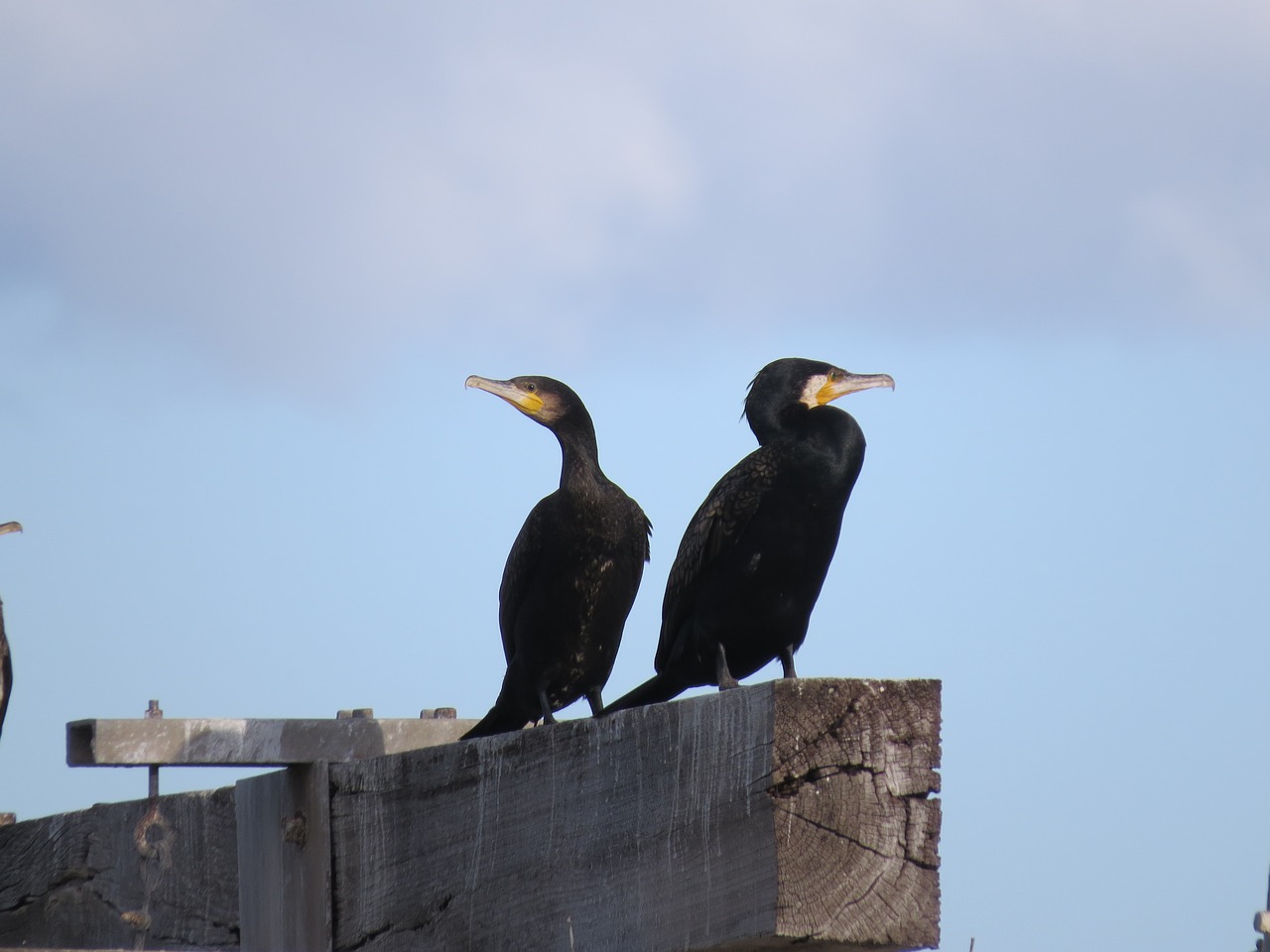 Puikus Kormoranas, Goolwa, Pietų Australija, Vandens Paukštis, Nemokamos Nuotraukos,  Nemokama Licenzija