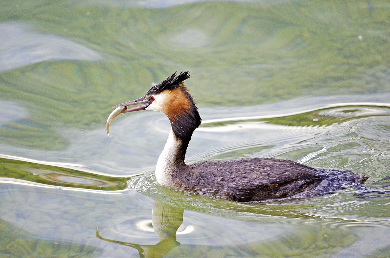 Puikus Gurkšnis, Žuvis, Ežeras, Podiceps Cristatus, Grebe, Vandens Paukštis, Wörthersee, Ančių Paukštis, Valgyti, Gaubtas