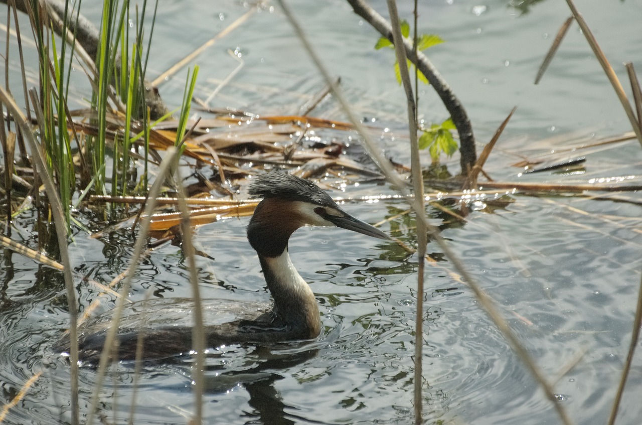 Puikus Gurkšnis, Vandens Paukščiai, Lizdas, Lizdo Pastatas, Grebe, Nemokamos Nuotraukos,  Nemokama Licenzija