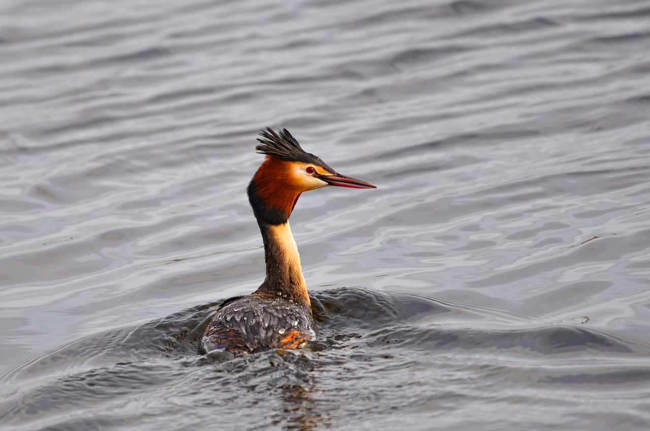 Puikus Gurkšnis,  Grebe,  Paukštis,  Vandens Paukštis,  Gyvūnas,  Podiceps Cristatus,  Maudytis,  Vanduo,  Crest,  Snapas