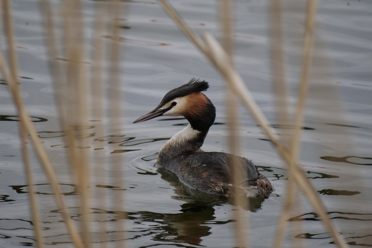 Ausuotasis Kragas,  Paukštis,  Ežeras,  Vandenys,  Vanduo Paukštis,  Mecklenburg Vorpommern,  Klink,  Vandens Paukščiai,  Plunksnos,  Gyvūnas