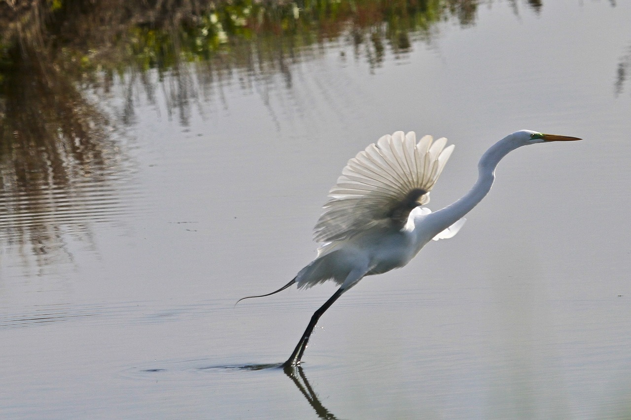 Didžioji Egret, Paukštis, Laukinė Gamta, Skraidantis, Gamta, Vanduo, Vandens Paukštis, Lauke, Plunksnos, Pelkė