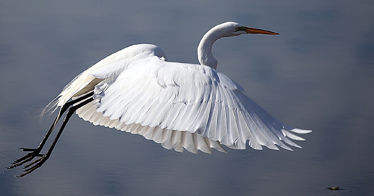 Didžioji Egret, Paukštis, Laukinė Gamta, Skraidantis, Gamta, Vanduo, Vandens Paukštis, Lauke, Plunksnos, Pelkė