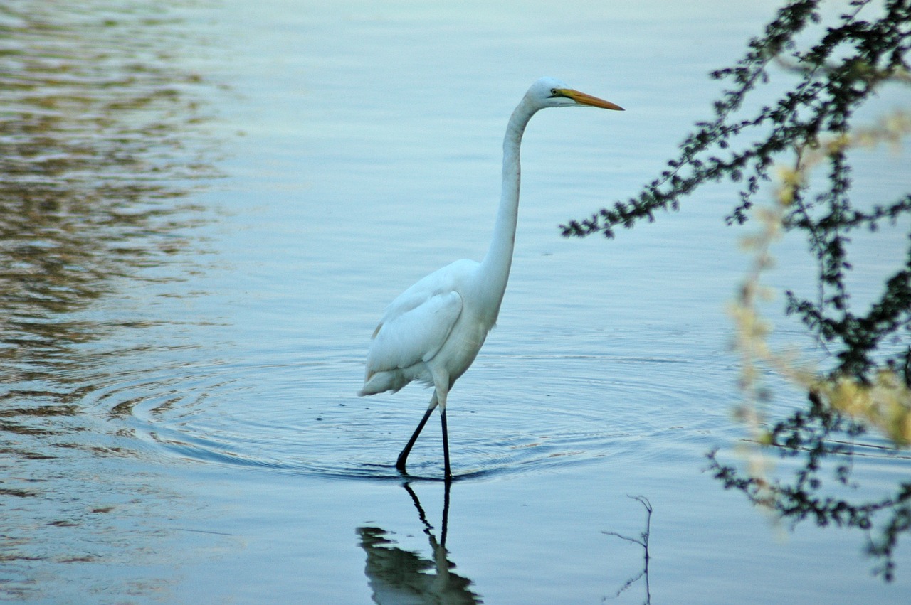 Didžioji Egret, Paukštis, Vanduo, Egret, Gamta, Balta, Puiku, Ežeras, Vada, Snapas