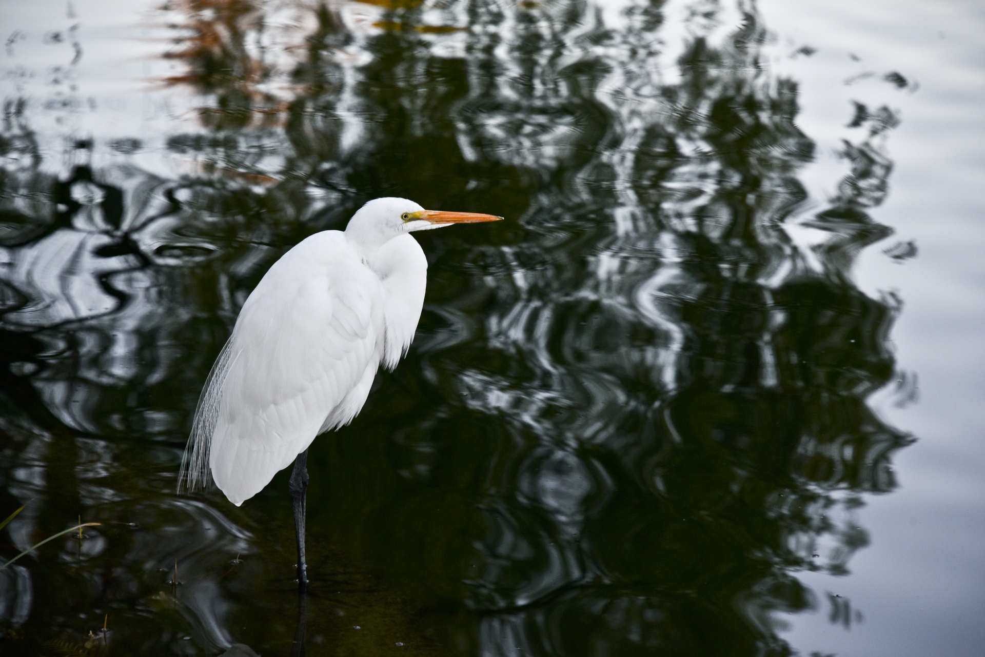 Egret,  Puiku,  Balta,  Paukštis,  Laukinė Gamta,  Vanduo,  Atspindys,  Puiku Egret, Nemokamos Nuotraukos,  Nemokama Licenzija