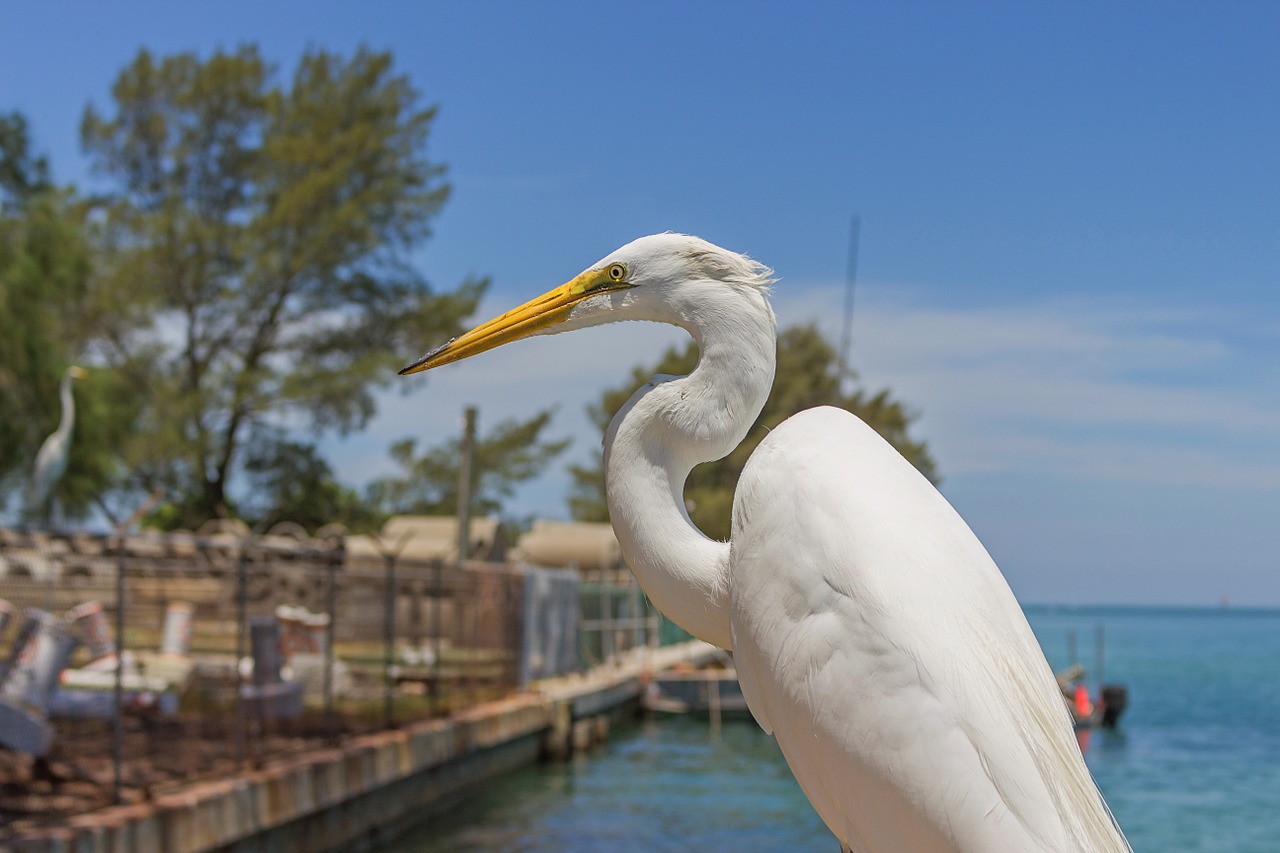 Didžioji Egret, Ardea Alba, Vandens Paukštis, Florida, Meksikos Įlanka, Nemokamos Nuotraukos,  Nemokama Licenzija
