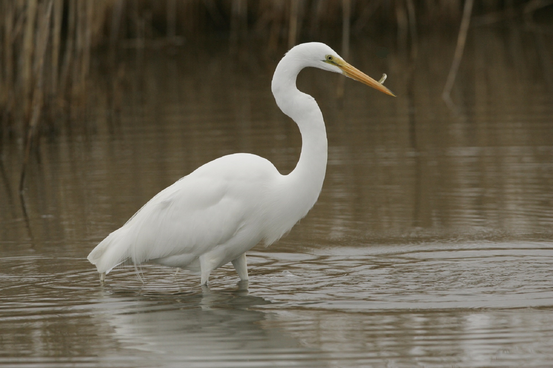 Puikus & Nbsp,  Egret,  Vandens Paukščiai,  Paukštis,  Didelis,  Heronas,  Plumėjimas,  Pelkė,  Dykuma,  Vanduo