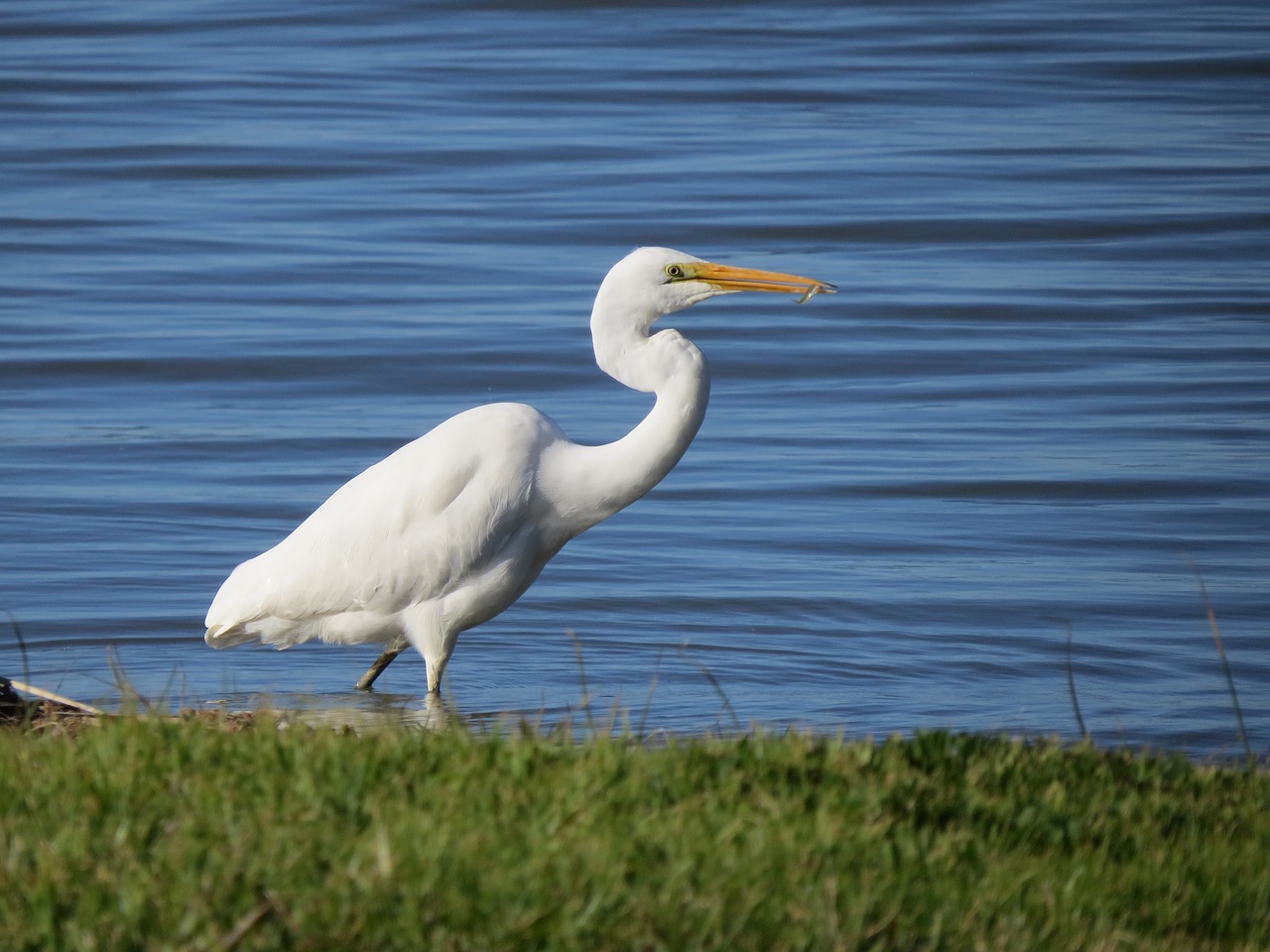 Didžioji Egret, Goolwa, Pietų Australija, Balta, Nemokamos Nuotraukos,  Nemokama Licenzija