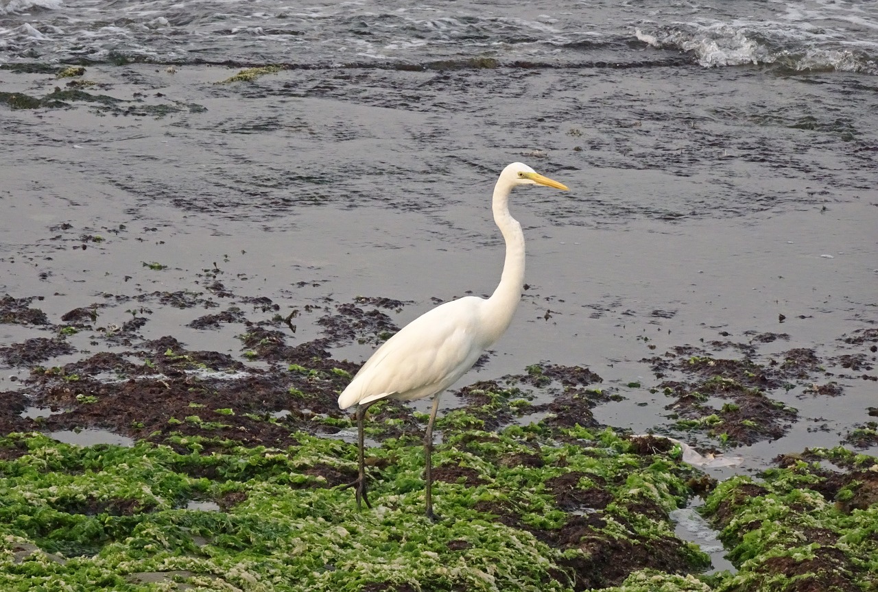 Didžioji Egret, Ardea Alba, Didelis Egret, Didelis Baltasis Garnys, Didžioji Balta Egret, Paukštis, Wader, Porbandar, Kranto, Indija