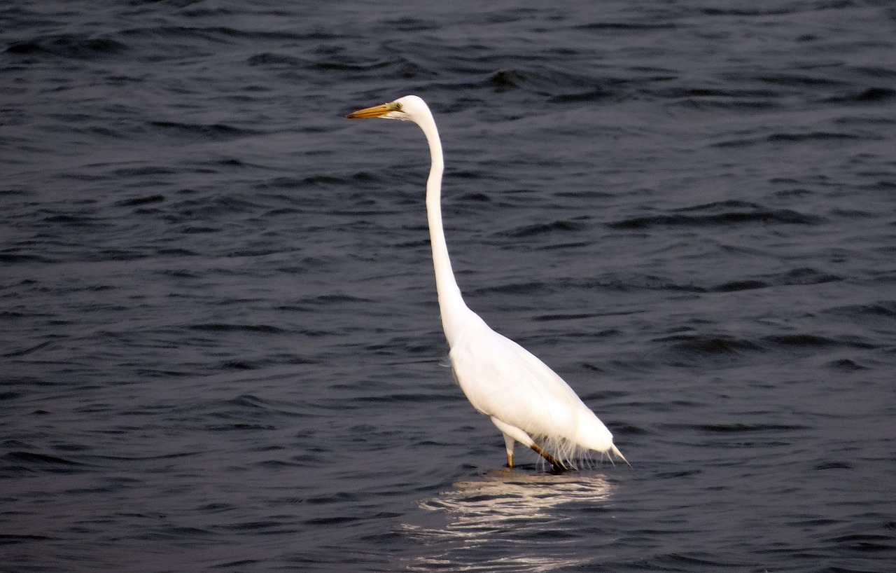 Didžioji Egret, Ardea Alba, Didelis Egret, Didelis Baltasis Garnys, Didžioji Balta Egret, Paukštis, Wader, Indija, Nemokamos Nuotraukos,  Nemokama Licenzija