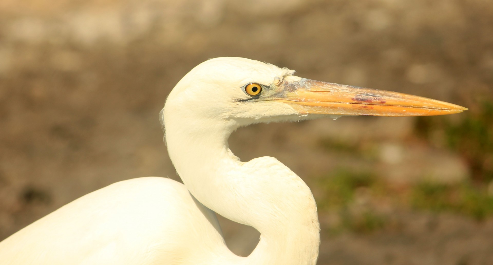 Egret,  Paukštis,  Galva,  Laukinė Gamta,  Puiku Egret, Nemokamos Nuotraukos,  Nemokama Licenzija