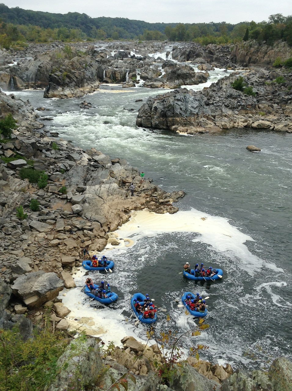 Puikus Kritimas, Virginia, Upė, Plaustai, Rafting, Gyvūnas, Laukinė Gamta, Laukiniai, Zoologija, Žinduolis