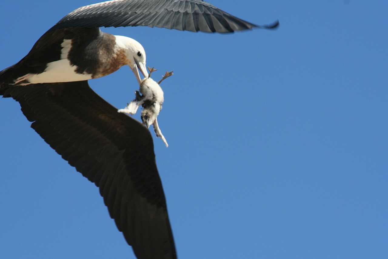 Puikus Fregatbirdas, Nesubrendusio, Skraidantis, Plėšrūnas, Grobis, Skrydis, Laukinė Gamta, Paukštis, Paukščiai, Jūros Paukštis