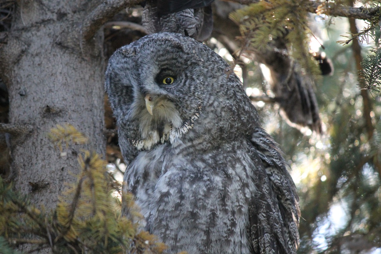 Labai Pilka Pelėda, Šiaurės Fantazas, Cinereous, Spektrinė Pelėda, Lapland Owl, Eglės Pelėda, Barzdotas Pelėnas, Ir Rausvoji Pelėda, Laukinė Gamta, Pelėdos