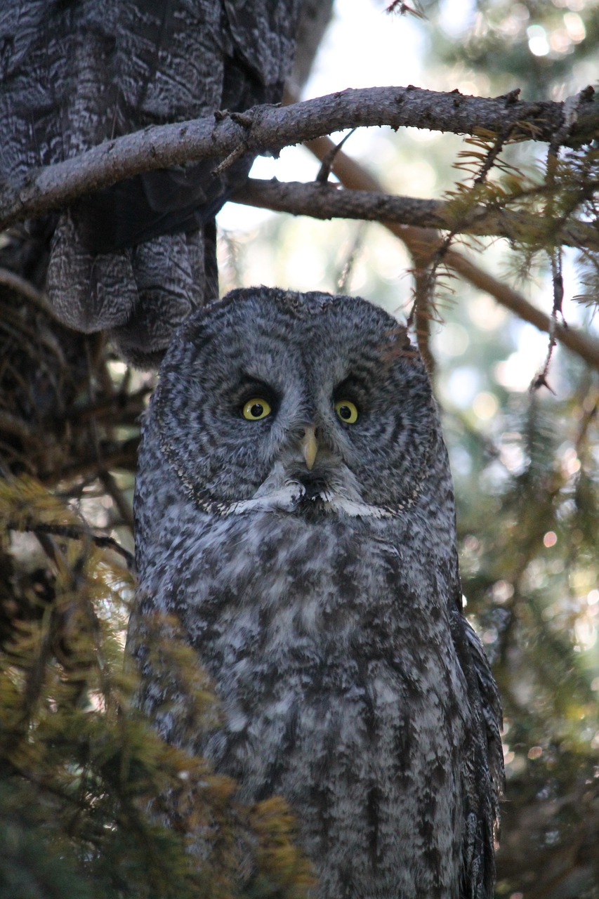 Labai Pilka Pelėda, Šiaurės Fantazas, Cinereous, Spektrinė Pelėda, Lapland Owl, Eglės Pelėda, Barzdotas Pelėnas, Ir Rausvoji Pelėda, Laukinė Gamta, Pelėdos